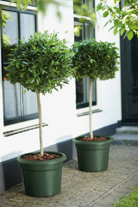 green basics cilinder 55cm leaf green